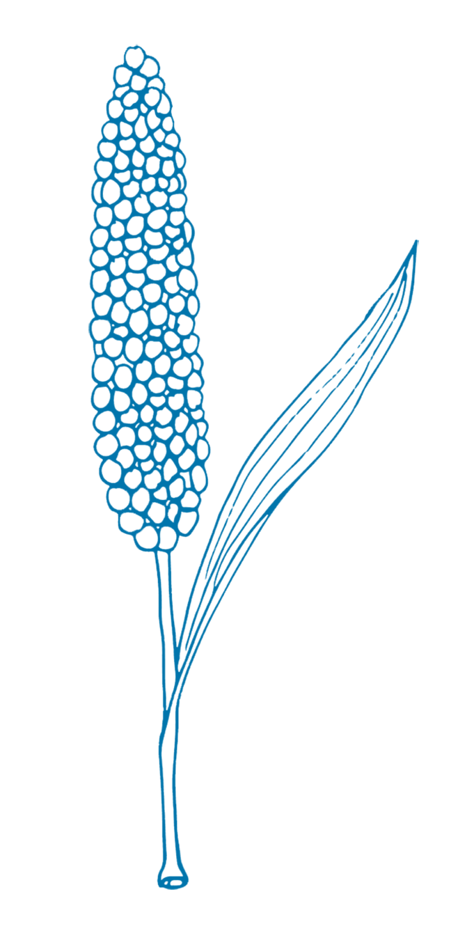 Pearl Millet image